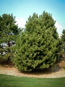 Сосна Чёрная (Pinus Nigra) купить по цене от 270.00р. в интернет-магазине «Посадика» с доставкой почтой в в Трубчевске и по всей России – [изображение №1].