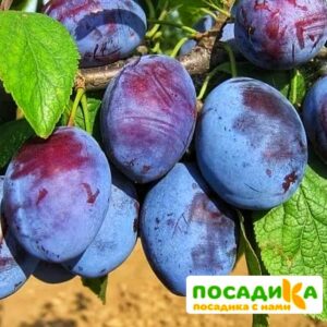 Слива Чачакская ранняя купить по цене от 229.00р. в интернет-магазине «Посадика» с доставкой почтой в в Трубчевске и по всей России – [изображение №1].