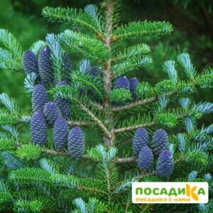 Пихта корейская (Abies koreana) купить по цене от 450.00р. в интернет-магазине «Посадика» с доставкой почтой в в Трубчевске и по всей России – [изображение №1].