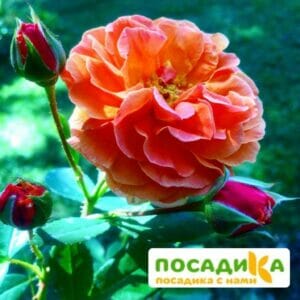 Роза Арабия купить по цене от 350.00р. в интернет-магазине «Посадика» с доставкой почтой в в Трубчевске и по всей России – [изображение №1].