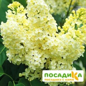 Сирень Примроуз (Primrose) купить по цене от 529.00р. в интернет-магазине «Посадика» с доставкой почтой в в Трубчевске и по всей России – [изображение №1].