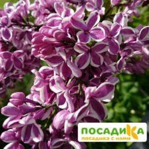 Сирень Сенсация купить по цене от 529.00р. в интернет-магазине «Посадика» с доставкой почтой в в Трубчевске и по всей России – [изображение №1].