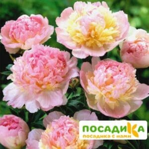 Пион Распберри Сандей (Paeonia Raspberry Sundae) купить по цене от 959р. в интернет-магазине «Посадика» с доставкой почтой в в Трубчевске и по всей России – [изображение №1].