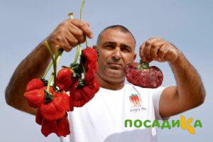 Клубника Гигант Джорнея купить по цене от 266р. в интернет-магазине «Посадика» с доставкой почтой в в Трубчевске и по всей России – [изображение №1].