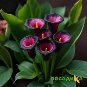Калла Аура Лейс купить по цене от 400р. в интернет-магазине «Посадика» с доставкой почтой в в Трубчевске и по всей России – [изображение №1].