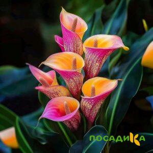 Калла Оникс купить по цене от 450р. в интернет-магазине «Посадика» с доставкой почтой в в Трубчевске и по всей России – [изображение №1].
