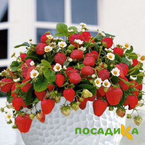 Клубника Рубиновый Шепот (горшечная) купить по цене от 240р. в интернет-магазине «Посадика» с доставкой почтой в в Трубчевске и по всей России – [изображение №1].