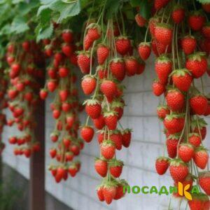 Клубника вьющаяся Комплимент купить по цене от 470р. в интернет-магазине «Посадика» с доставкой почтой в в Трубчевске и по всей России – [изображение №1].