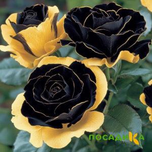 Роза Ханни Сикл купить по цене от 700р. в интернет-магазине «Посадика» с доставкой почтой в в Трубчевске и по всей России – [изображение №1].