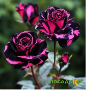 Роза Багровый Шепот купить по цене от 366р. в интернет-магазине «Посадика» с доставкой почтой в в Трубчевске и по всей России – [изображение №1].