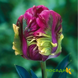 Тюльпан Экзотик Хэвен купить по цене от 186р. в интернет-магазине «Посадика» с доставкой почтой в в Трубчевске и по всей России – [изображение №1].