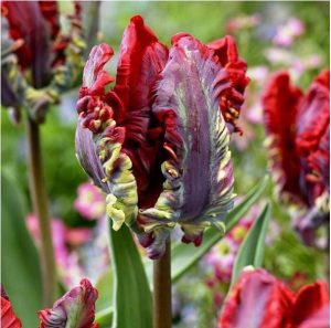 Тюльпан Рококо купить по цене от 350р. в интернет-магазине «Посадика» с доставкой почтой в в Трубчевске и по всей России – [изображение №1].