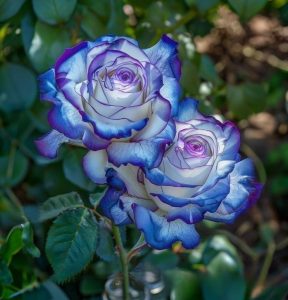 Роза Пэтолз Хоуп купить по цене от 333р. в интернет-магазине «Посадика» с доставкой почтой в в Трубчевске и по всей России – [изображение №1].