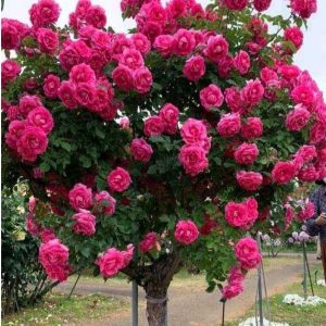 Роза Версаля купить по цене от 232р. в интернет-магазине «Посадика» с доставкой почтой в в Трубчевске и по всей России – [изображение №1].