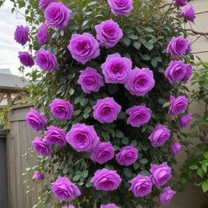 Роза Мистик Уайт купить по цене от 620р. в интернет-магазине «Посадика» с доставкой почтой в в Трубчевске и по всей России – [изображение №1].