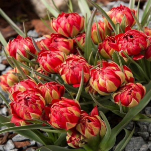 Тюльпан Ап Пинк купить по цене от 390р. в интернет-магазине «Посадика» с доставкой почтой в в Трубчевске и по всей России – [изображение №1].