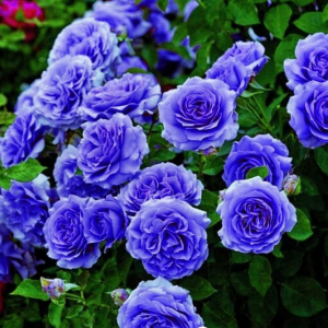 Роза Блю Мун купить по цене от 450р. в интернет-магазине «Посадика» с доставкой почтой в в Трубчевске и по всей России – [изображение №1].
