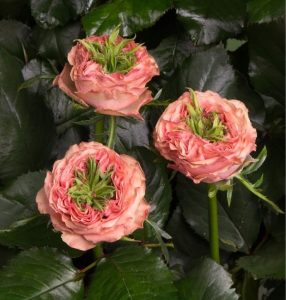 Роза Амбер Инчант купить по цене от 495р. в интернет-магазине «Посадика» с доставкой почтой в в Трубчевске и по всей России – [изображение №1].