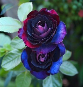 Роза Скарлет Рэвери купить по цене от 489р. в интернет-магазине «Посадика» с доставкой почтой в в Трубчевске и по всей России – [изображение №1].