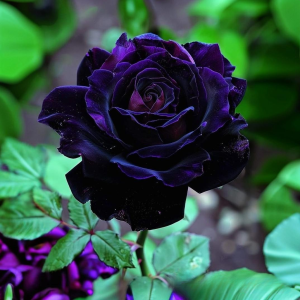 Роза Блэк Пантер купить по цене от 319р. в интернет-магазине «Посадика» с доставкой почтой в в Трубчевске и по всей России – [изображение №1].