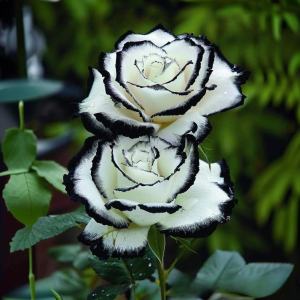 Роза Силк Ивин купить по цене от 319р. в интернет-магазине «Посадика» с доставкой почтой в в Трубчевске и по всей России – [изображение №1].