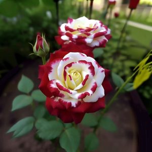 Роза Роял Глом купить по цене от 401р. в интернет-магазине «Посадика» с доставкой почтой в в Трубчевске и по всей России – [изображение №1].