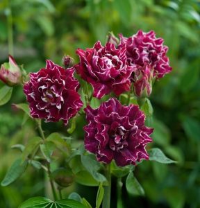 Роза Опаловый Пейзаж купить по цене от 490р. в интернет-магазине «Посадика» с доставкой почтой в в Трубчевске и по всей России – [изображение №1].