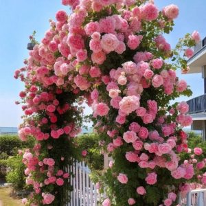 Роза Пастель Розе купить по цене от 605р. в интернет-магазине «Посадика» с доставкой почтой в в Трубчевске и по всей России – [изображение №1].