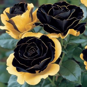 Роза Ханни Сикл купить по цене от 700р. в интернет-магазине «Посадика» с доставкой почтой в в Трубчевске и по всей России – [изображение №1].