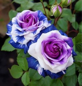 Роза Айвори Каскад купить по цене от 420р. в интернет-магазине «Посадика» с доставкой почтой в в Трубчевске и по всей России – [изображение №1].