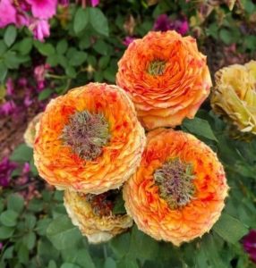 Роза Золотой Мираж купить по цене от 420р. в интернет-магазине «Посадика» с доставкой почтой в в Трубчевске и по всей России – [изображение №1].