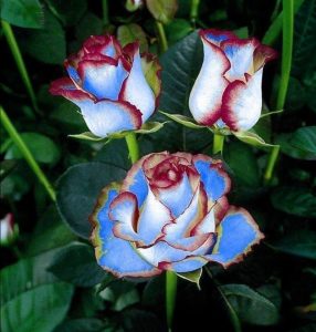 Роза Сафайер Пэтл купить по цене от 450р. в интернет-магазине «Посадика» с доставкой почтой в в Трубчевске и по всей России – [изображение №1].