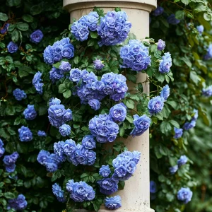 Роза плетистая Блю Перпл купить по цене от 540р. в интернет-магазине «Посадика» с доставкой почтой в в Трубчевске и по всей России – [изображение №1].